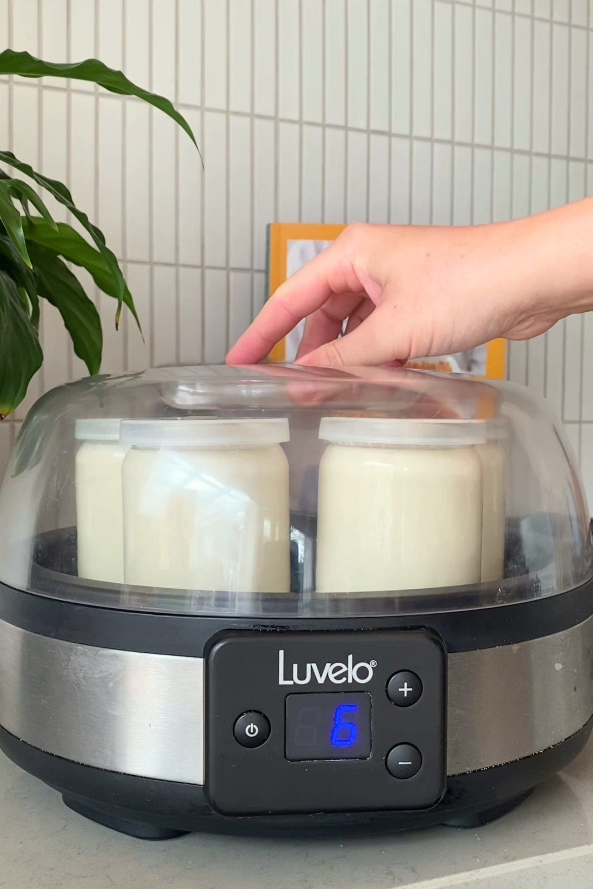 Hand lifting the clear lid off a yogurt maker holding four glass jars of creamy yogurt.