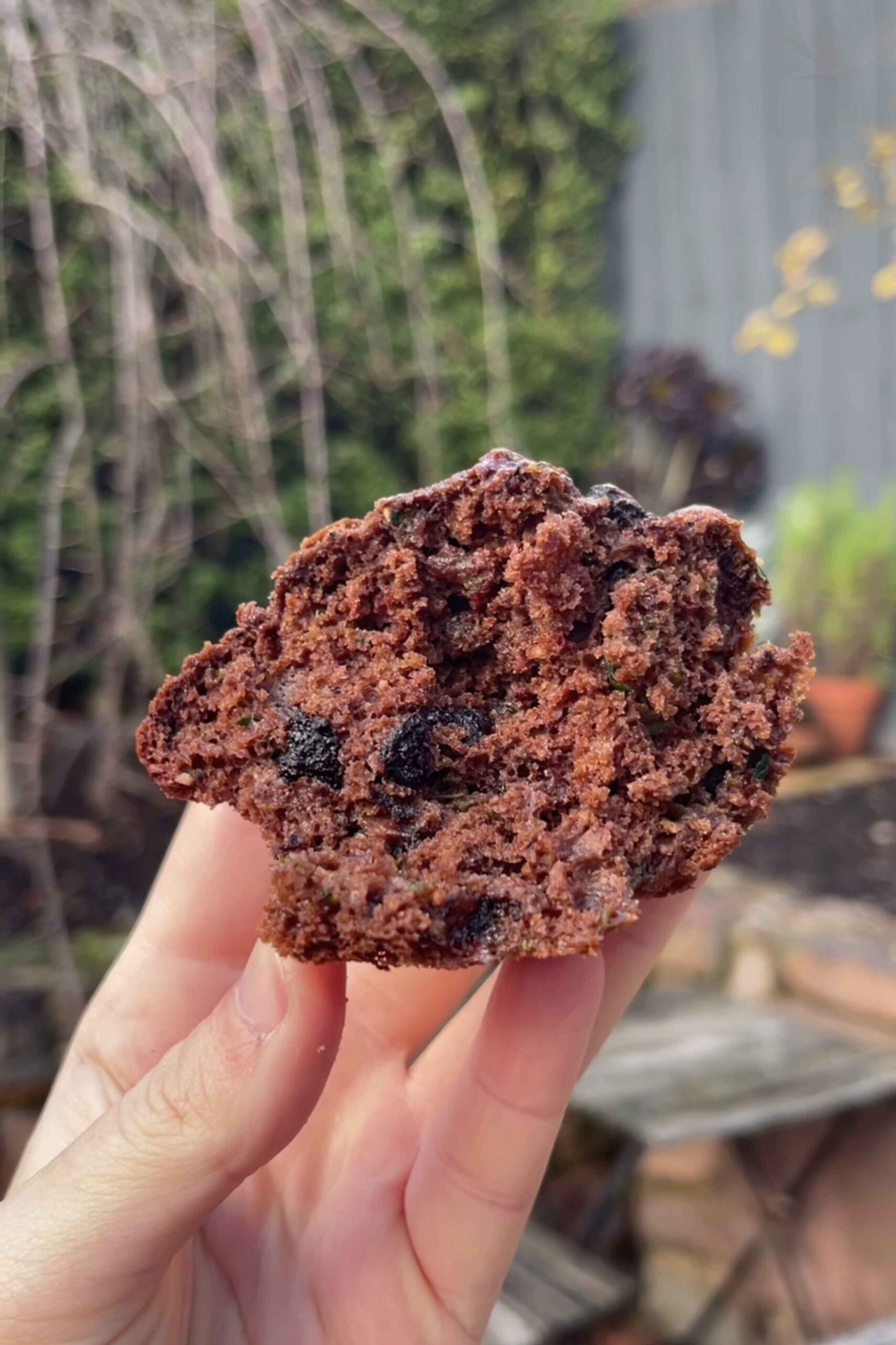 Hand holding a torn-open chocolate muffin revealing moist crumb and dark specks.