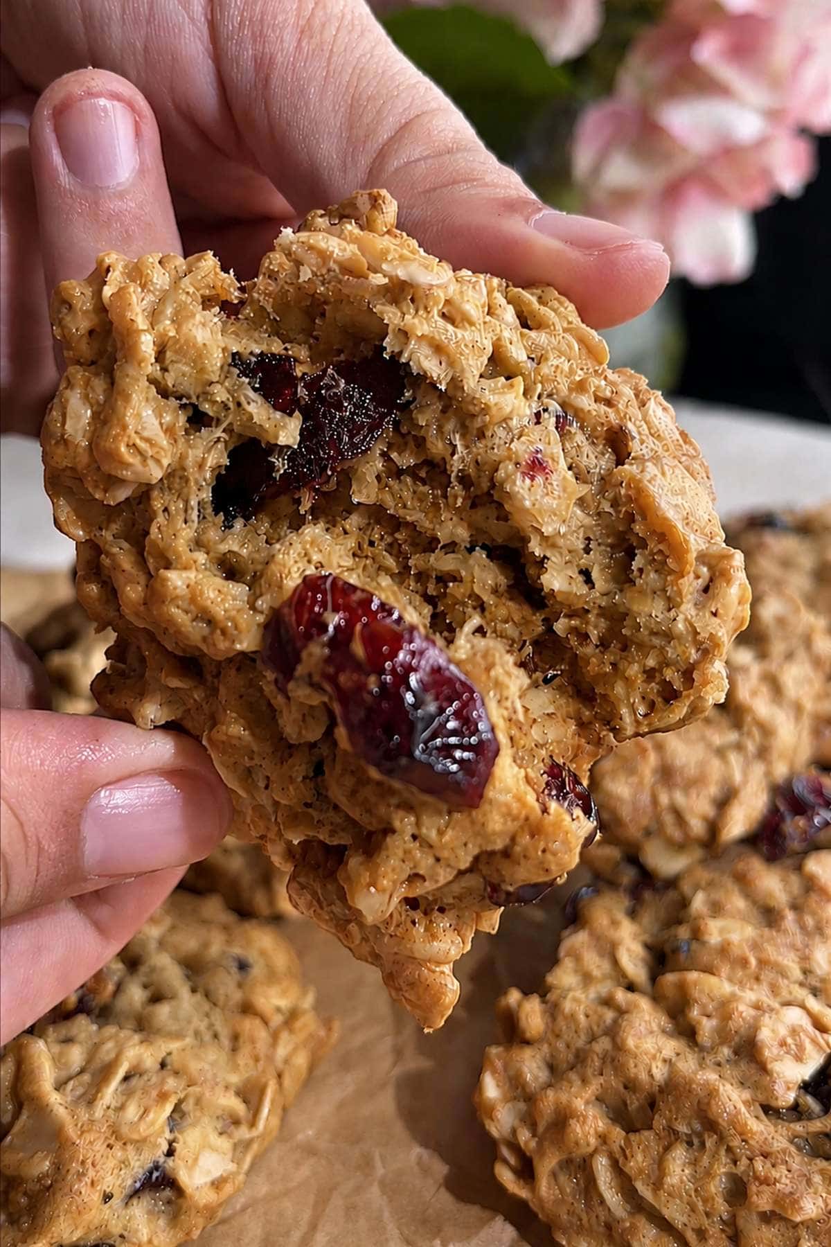 Close-up of a soft oatmeal cookie broken open with a dried cranberry inside.