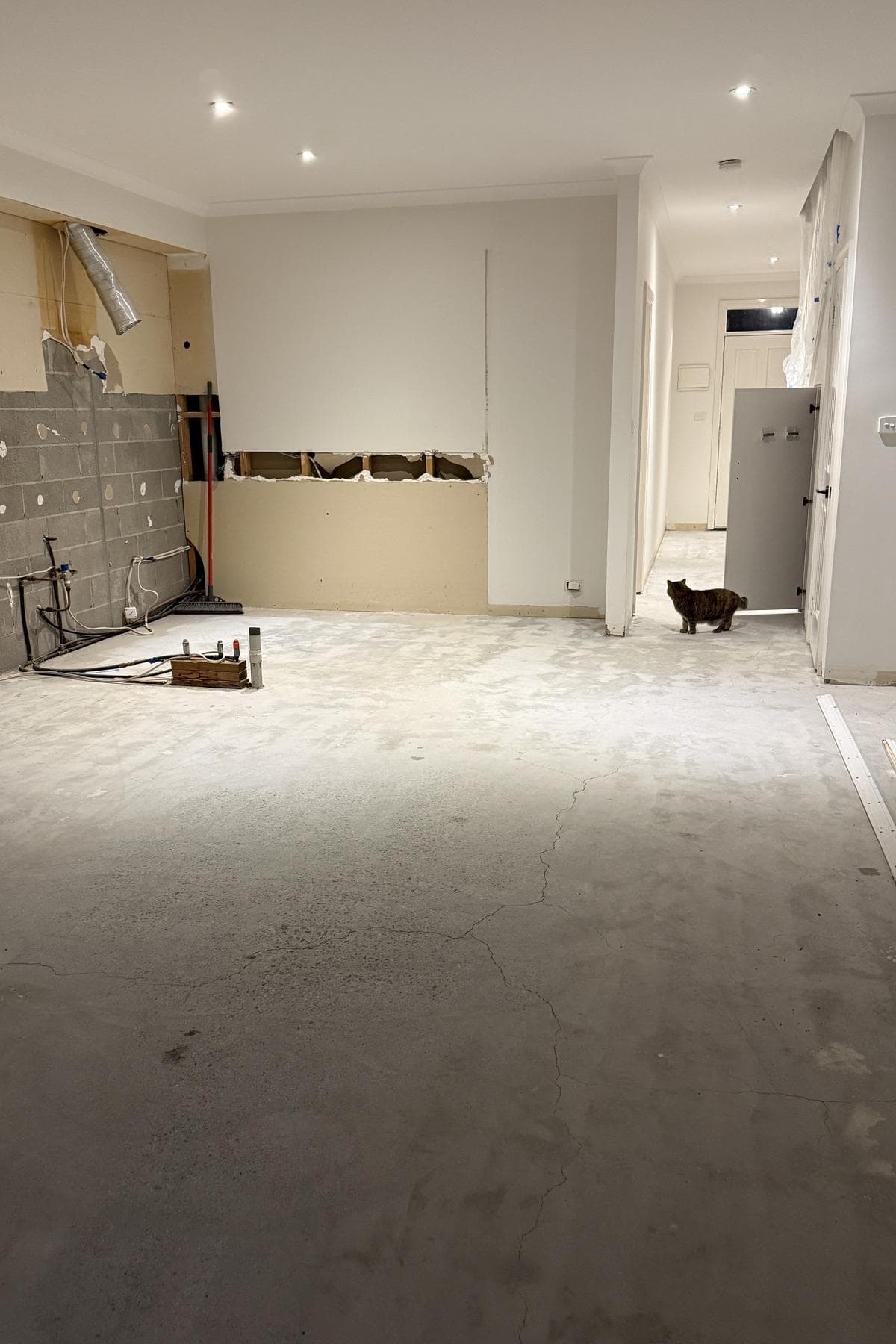 Bare concrete slab after the old flooring was lifted, with a cat walking across it.